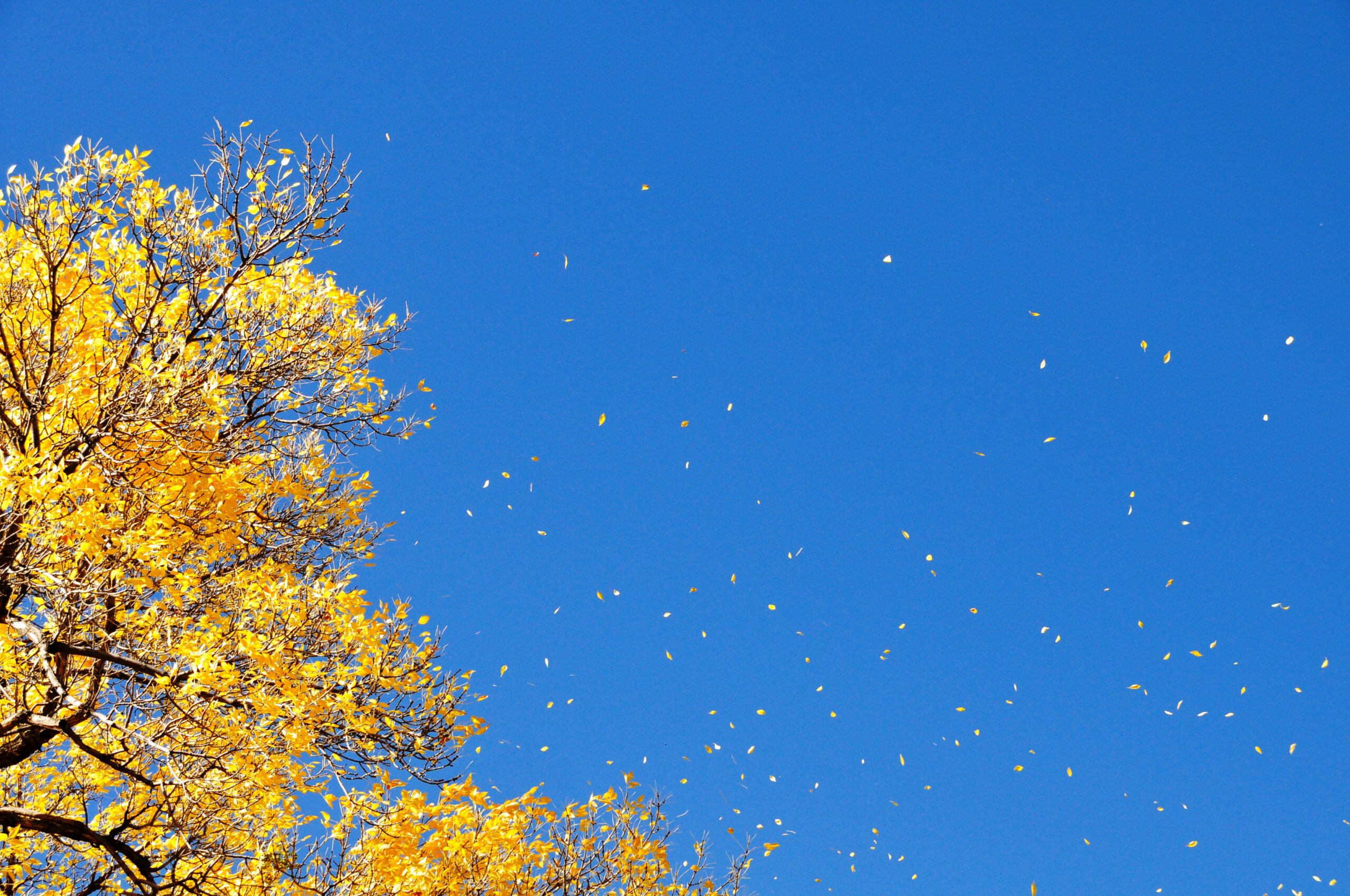 AutumnBoulder