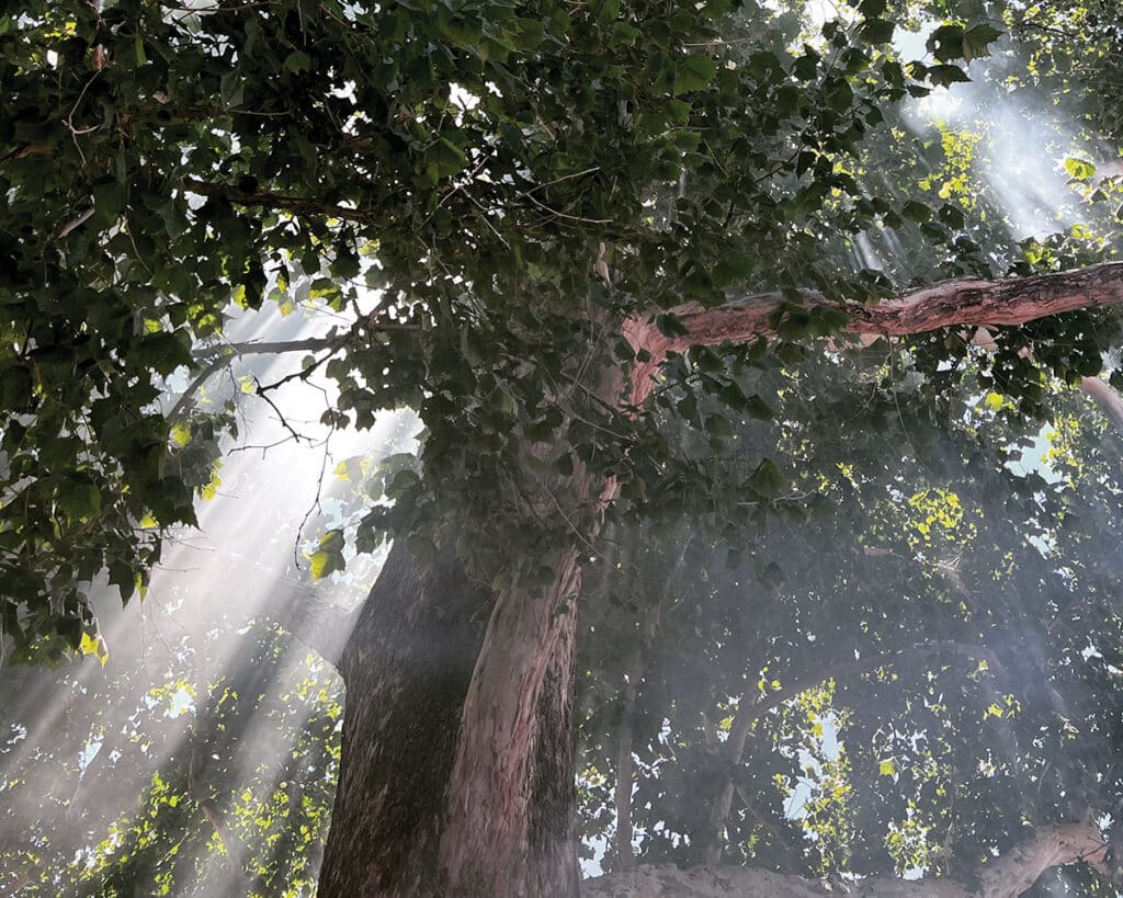 Juniper smoke rises between the sycamores trees during a lhasang ceremony on the Arapahoe Campus. 